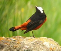 White-capped Redstart - Chaimarrornis leucocephalus