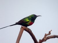 Beautiful Sunbird - Cinnyris pulchellus