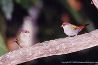 Red-browed Firetail - Neochmia temporalis