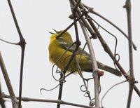 Blue-winged Warbler - Vermivora pinus