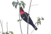 Scarlet-throated Tanager - Compsothraupis loricata