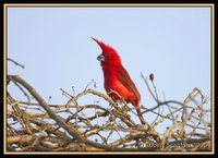 Vermilion Cardinal - Cardinalis phoeniceus