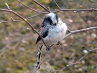 Long-tailed Tit Aegithalos caudatus