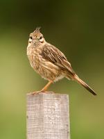 Lark-like Brushrunner (Nick Athanas)