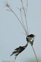 *NEW* Strange-tailed Tyrant (male, preening)