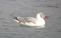 Gray-headed Gull