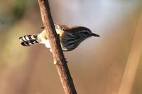 Rusty-backed  antwren   -   Formicivora  rufa   -