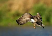 Gadwall