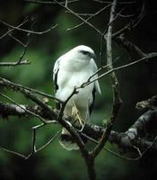 White Hawk at La Vigen del Socorro