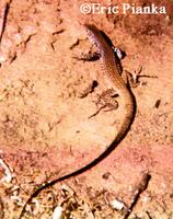 Teiid Cnemidophorus New World Carry armor