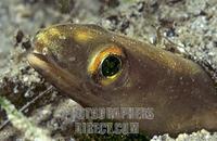 Conger ( Conger conger ) , Mediterranean Sea . stock photo