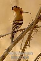 African Hoopoe stock photo