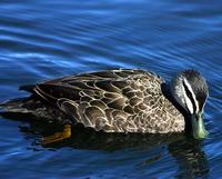 Pacific Black Duck