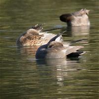 Gadwall (Anas strepera)