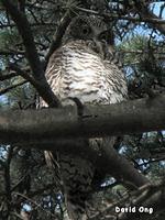 Powerful Owl