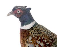 꿩 Ring-necked Pheasant | Phasianus colchicus