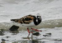 꼬까도요(Arenaria interpres) (Ruddy Turnstone)