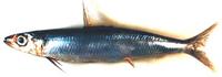 눈퉁멸 Etrumeus teres (DeKay)