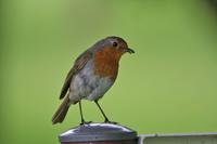 Erithacus rubecula