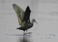 Glossy Ibis (Plegadis falcinellus)