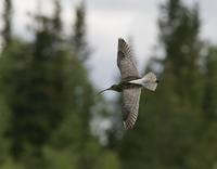 Curlew (Numenius arquata)