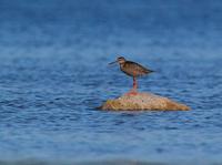 Spotted Redshank (Tringa erythropus)