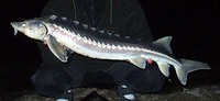 Russian Sturgeon Acipenser gueldenstaedtii