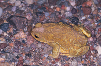 : Bufo arenarum