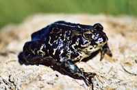 : Bufo exsul; Black Toad