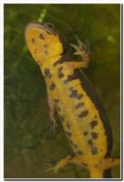 : Cynops ensicauda ensicauda; Sword-tailed Newt