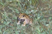 : Sphaerotheca rolandae; Marbled Sand Frog
