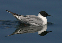 : Larus philadelphia; Bonaparte's Gull