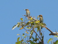 : Merops ornatus; Rainbow Bee-eater