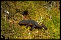 : Taricha granulosa granulosa; Northern Rough-skinned Newt