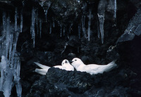 : Pagodroma nivea; Snow Petrel