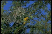 : Ploceus spekei; Speke's Weaver