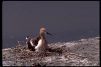 : Recurvirostra americana; American Avocet