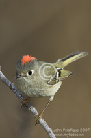 : Regulus calendula; Ruby-crowned Kinglet