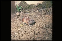 : Thomomys talpoides; Northern Pocket Gopher