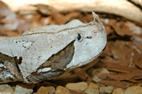 : Bitis gabonica; Gaboon Viper