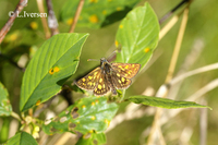: Carterocephalus palaemon; Chequered Skipper