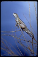 : Diporiphora winneckei; Cane Grass Dragon Lizard
