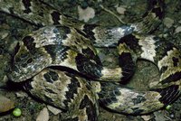 : Sibynomorphus neuwiedi