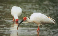 朱鹮，学名Nipponia nippon，英文名Japanese Crested Ibis