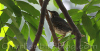 japanese thrush