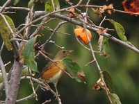 Turdus chrysolaus Brown Thrush アカハラ