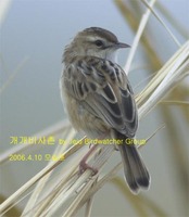 개개비사촌 Zitting Cisticola