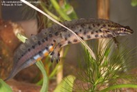 Lille vandsalamander (Triturus vulgaris) Foto/billede af