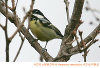 노랑배진박새 Yellow-bellied Tit Periparus venustulus V3(So)