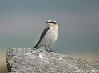 Northern Wheatear (Nome area)